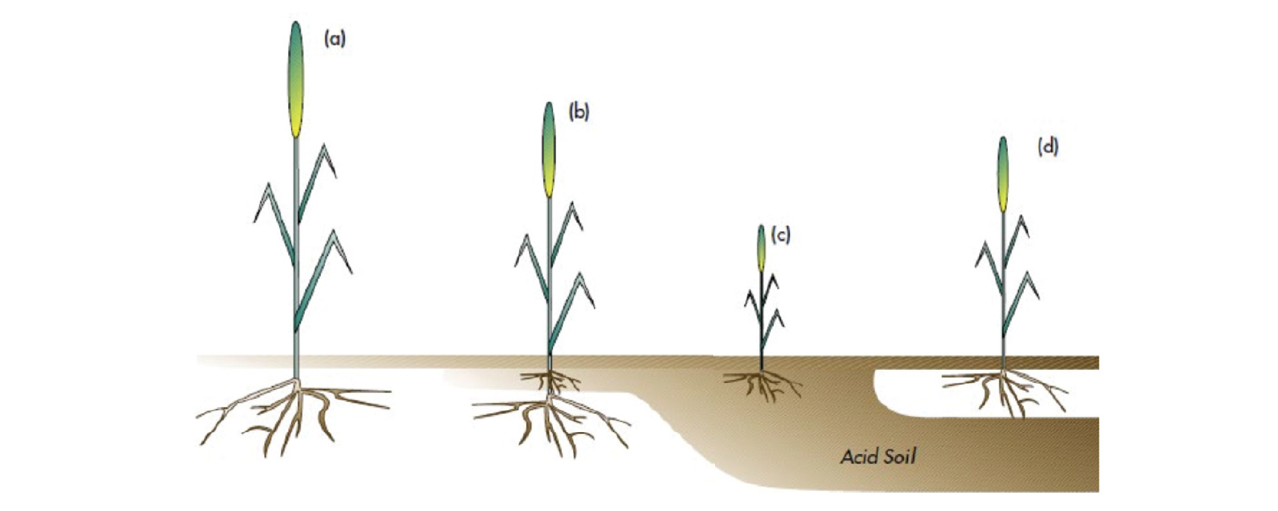 Figure A1-1: Plant vigour in (a) non-acid soil (b) surface acidity (c) acidity (d) sub-soil acidity (33)