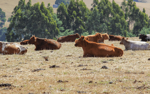 Screenshot 2023-06-16 145217